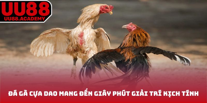 Đá gà UU88 cựa dao mang đến giây phút giải trí kịch tính