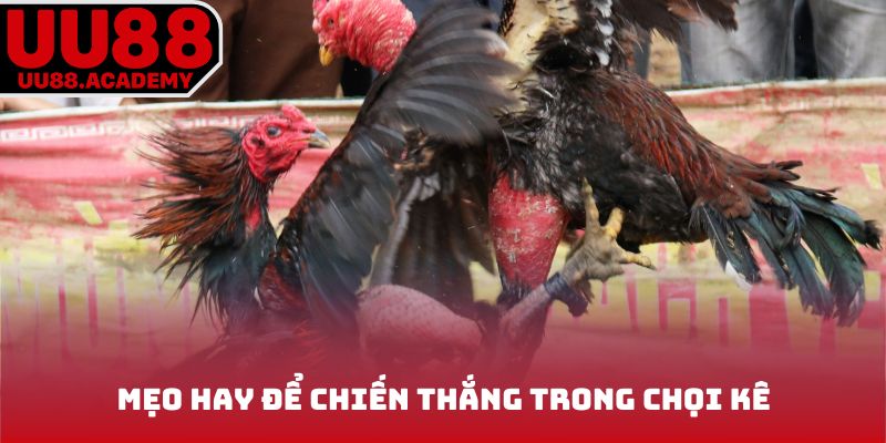 Mẹo hay để chiến thắng trong chọi kê